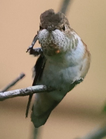 Rufous Hummingbird - ML645666990