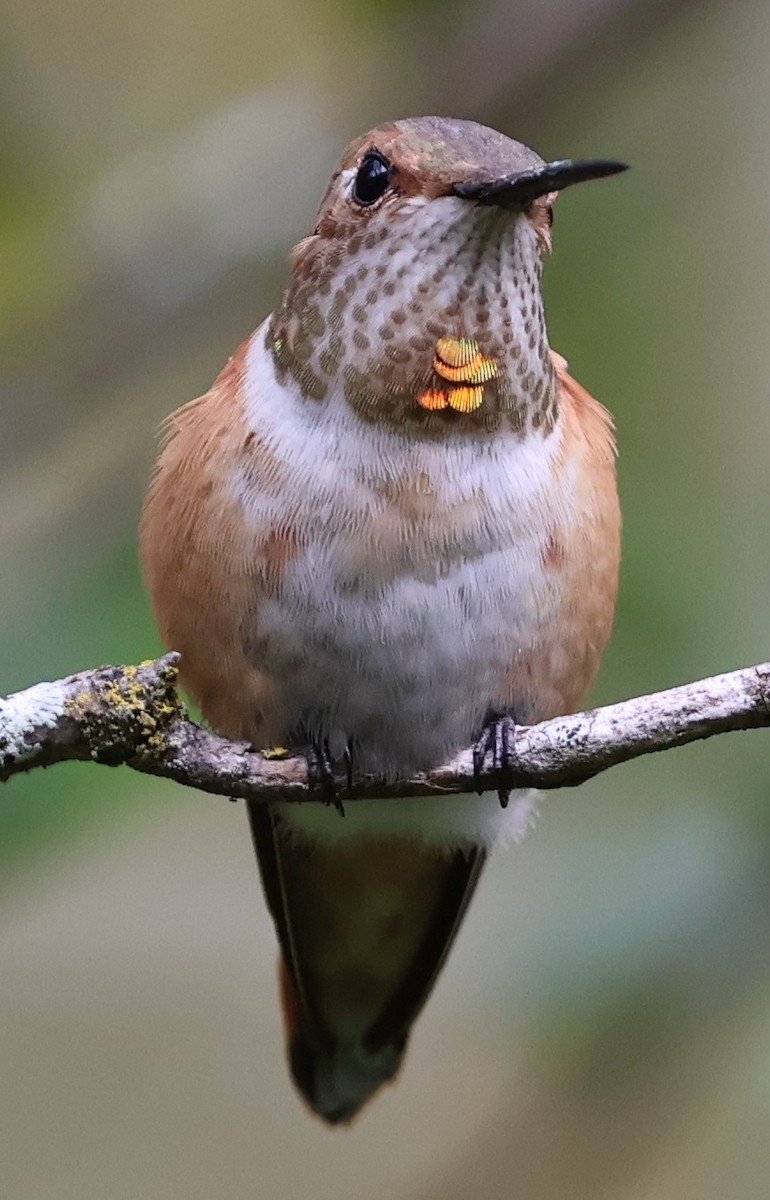 Rotrücken-Zimtelfe - ML645666991