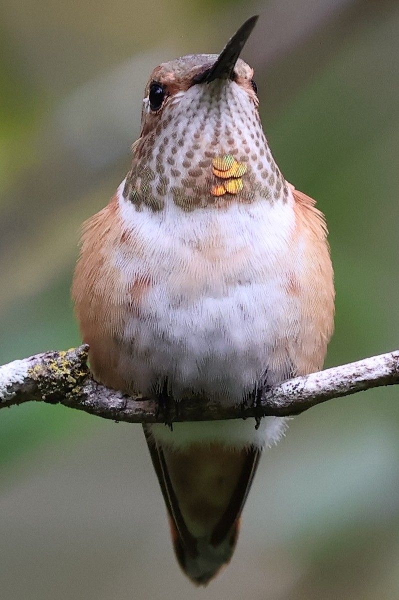 Rotrücken-Zimtelfe - ML645666992