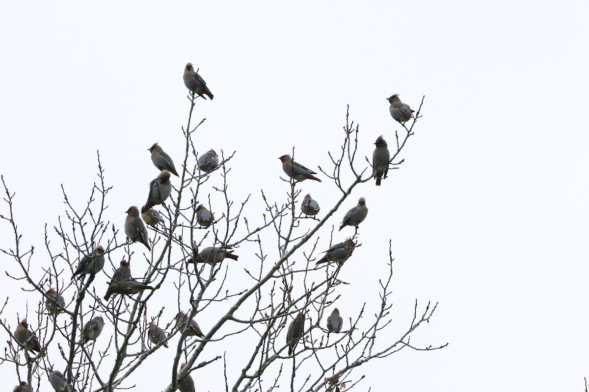 Buztanori boreala - ML645666993