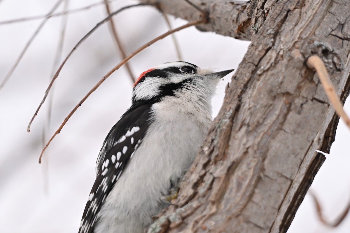 Dunenspecht - ML645666995