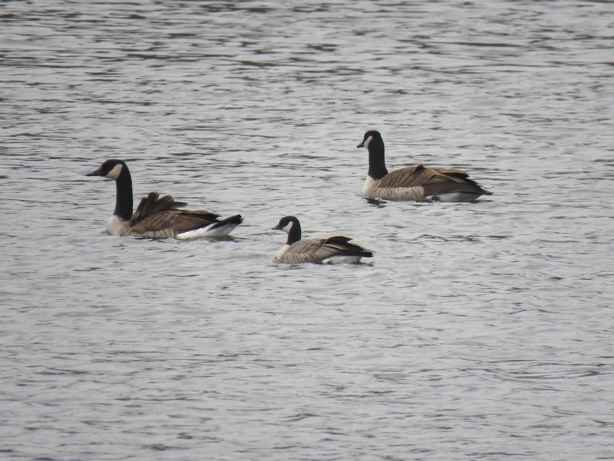 Zwergkanadagans - ML645666996