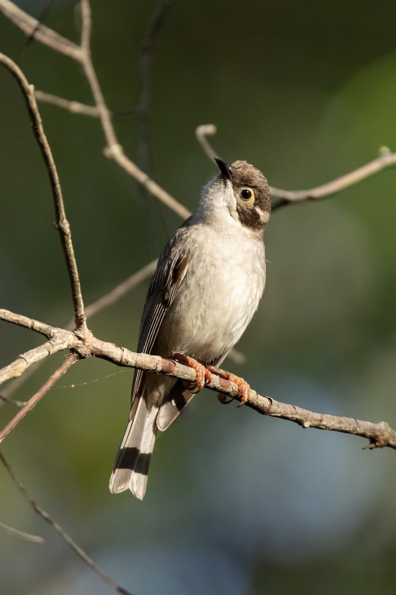 Braunkopf-Honigfresser - ML645666997