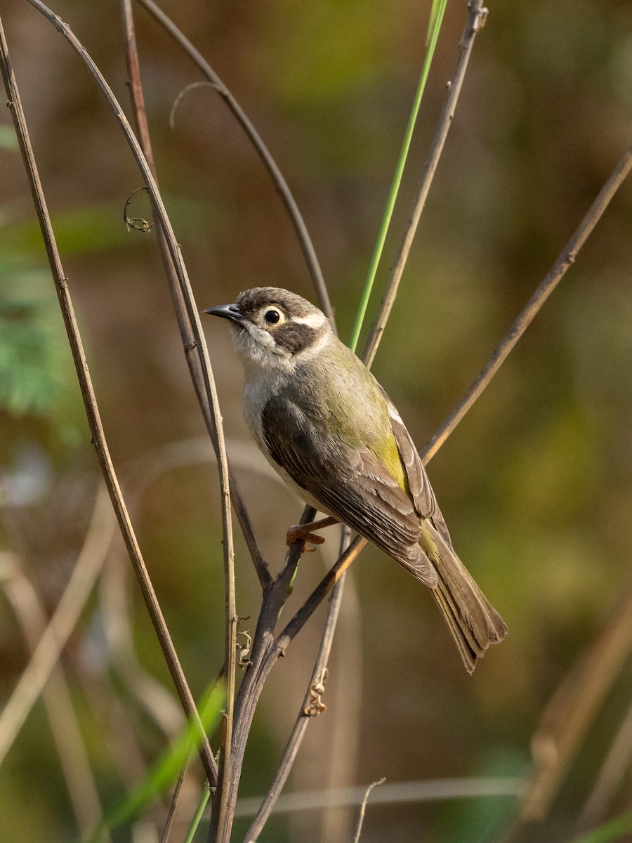 Braunkopf-Honigfresser - ML645666998