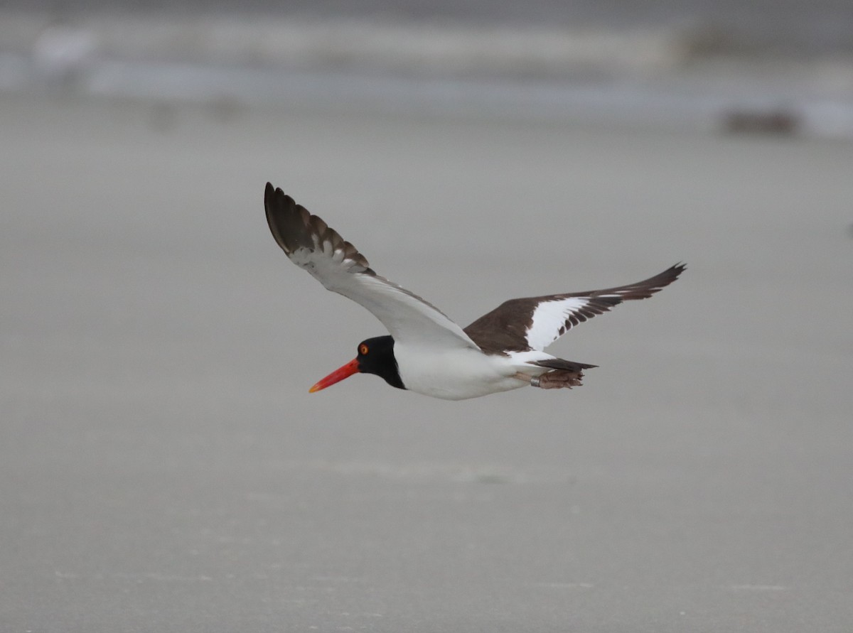 Braunmantel-Austernfischer - ML645666999