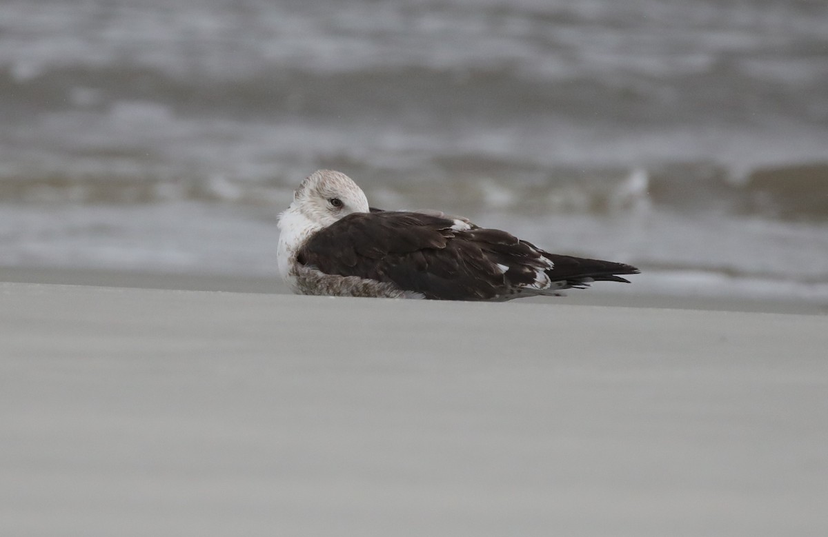 Kanadamöwe - ML645667002