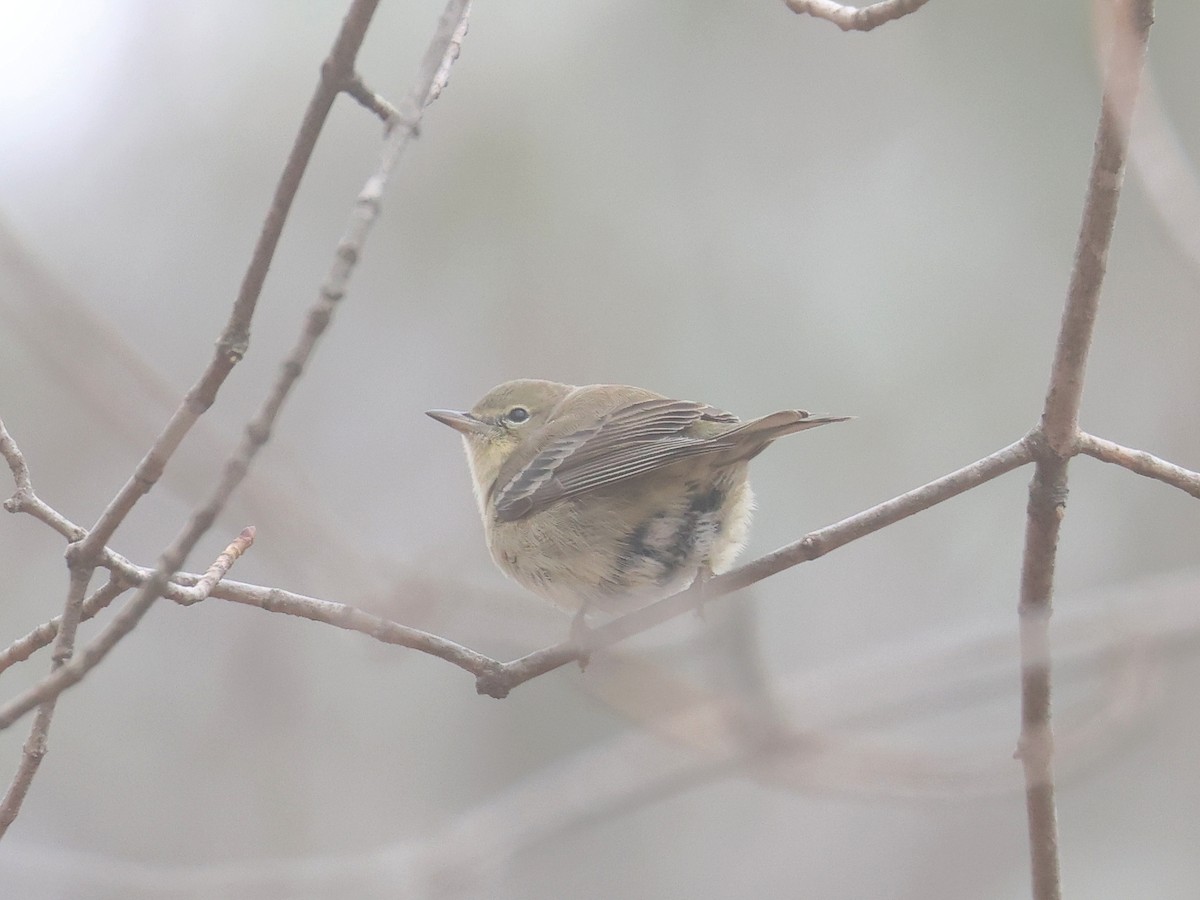 Kiefernwaldsänger - ML645667003