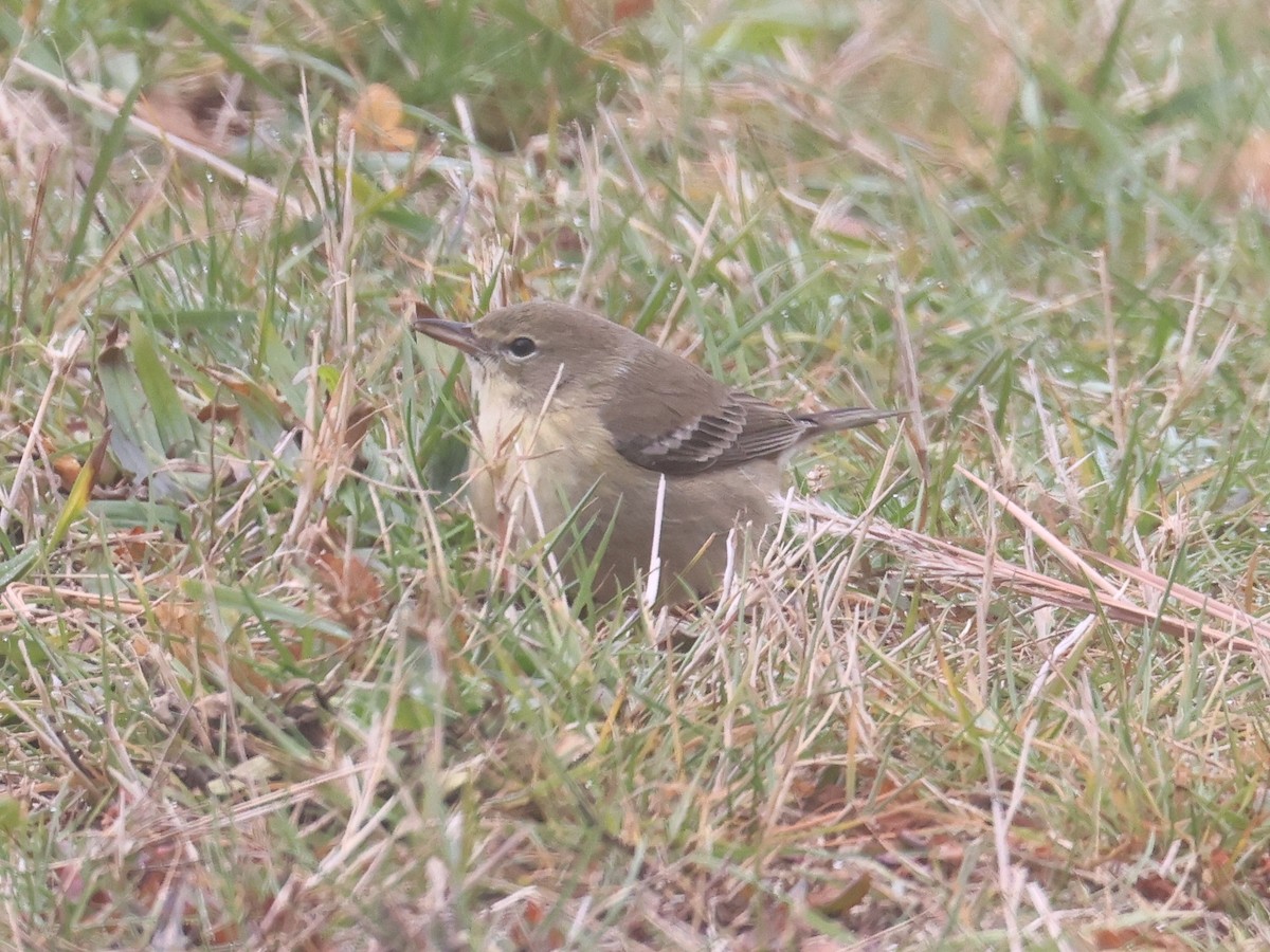 Kiefernwaldsänger - ML645667004