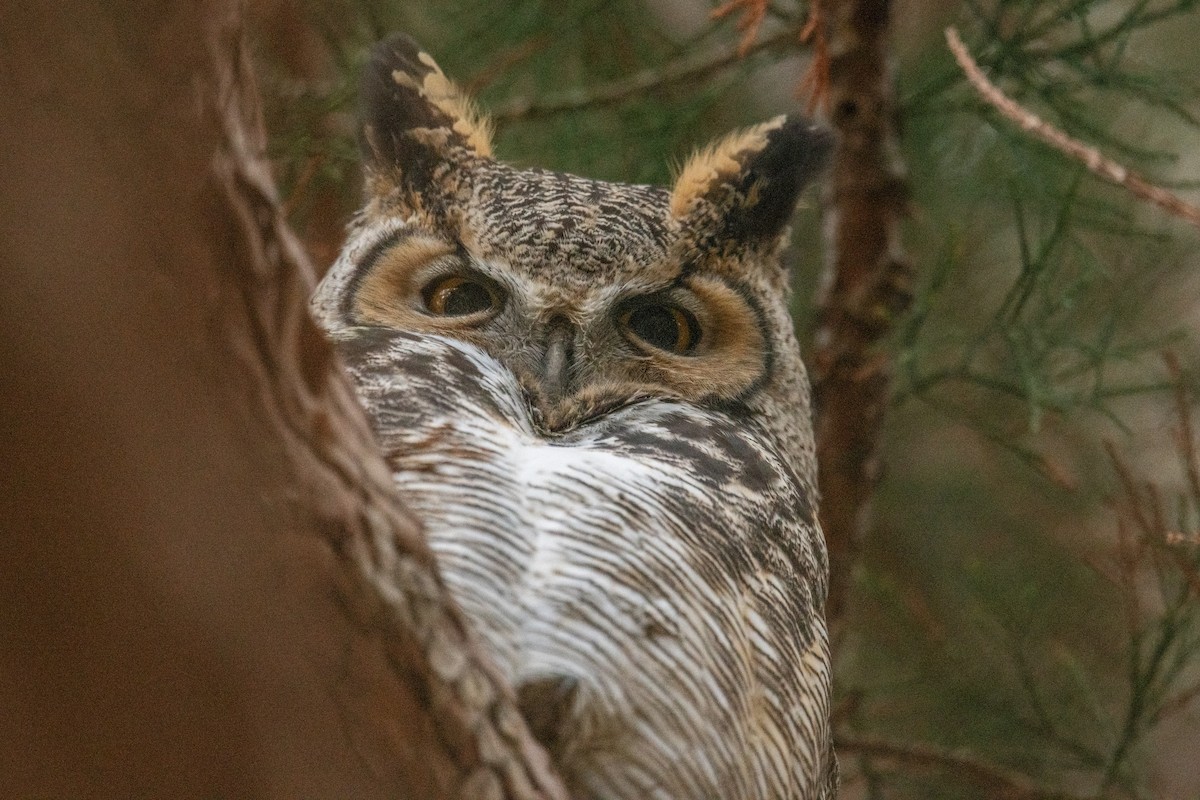 Virginiauhu - ML645667005