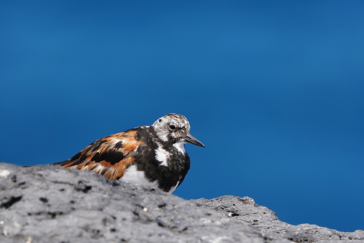 Steinwälzer - ML645667006