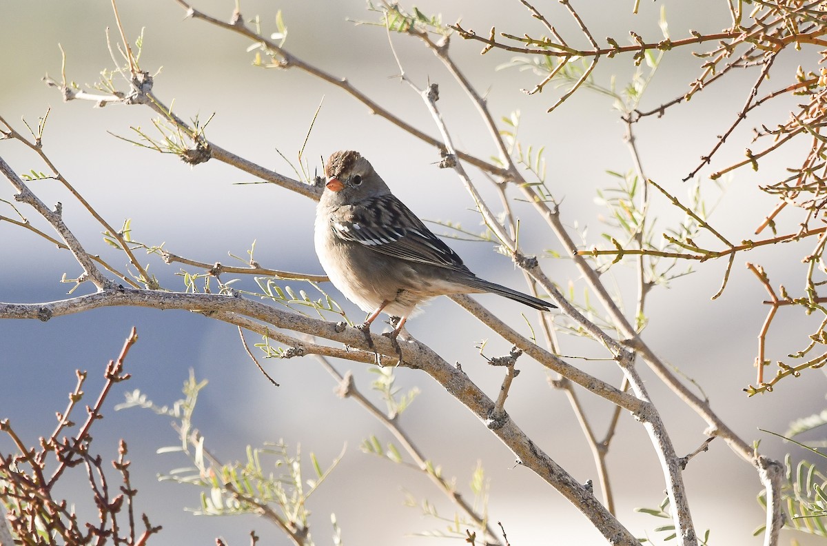 Dachsammer - ML645667007