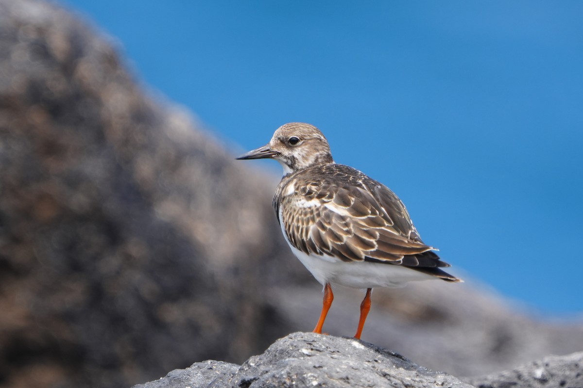 Steinwälzer - ML645667008