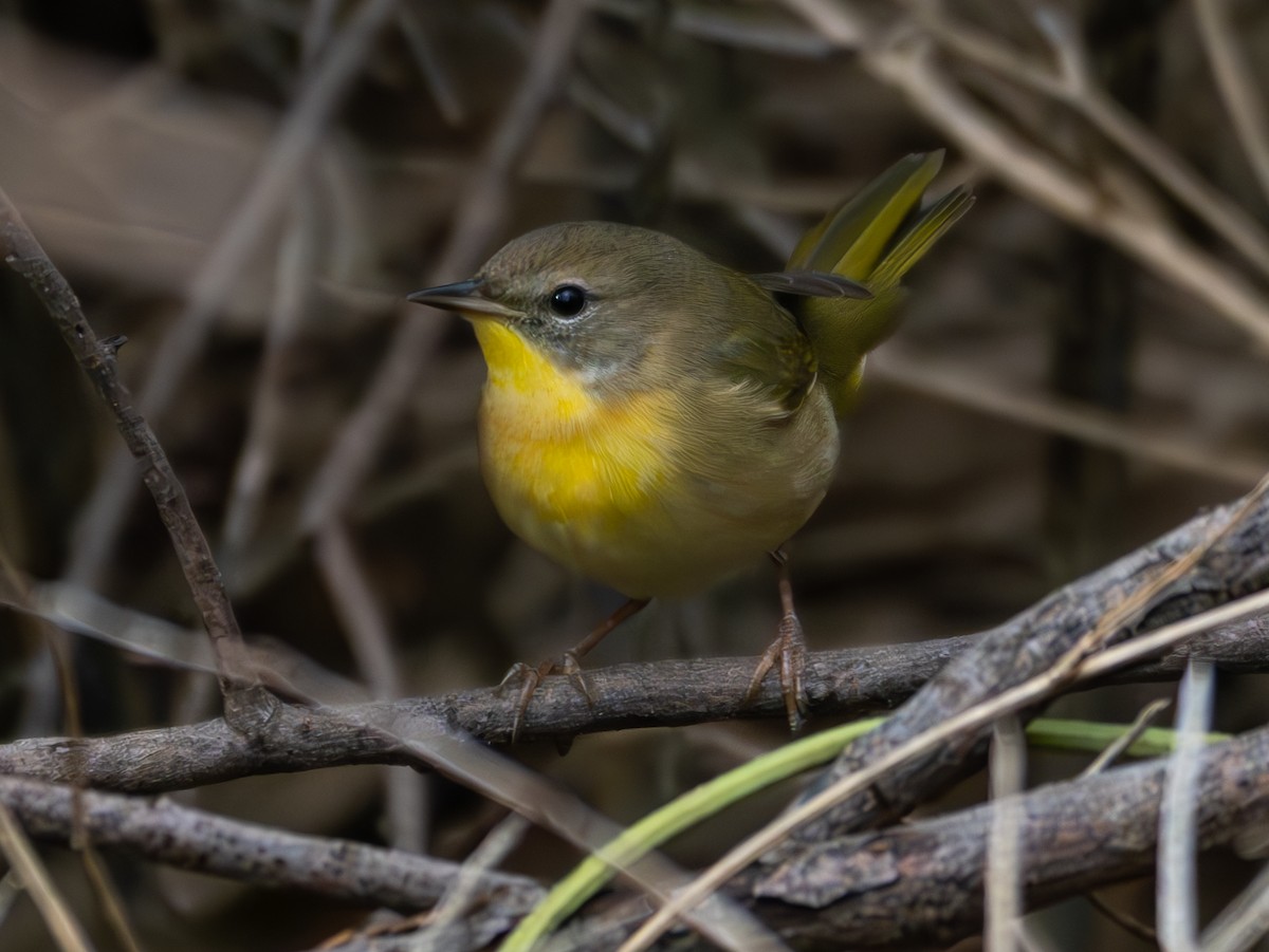 Weidengelbkehlchen - ML645667009