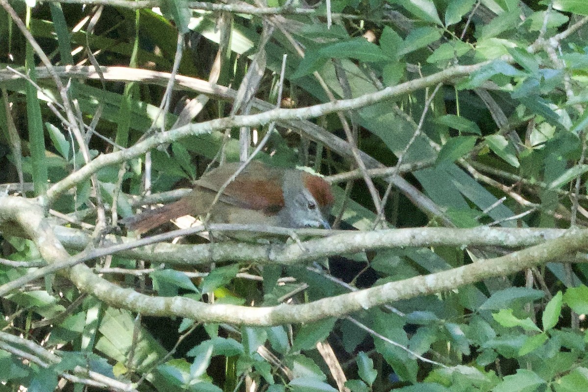 Graustirn-Dickichtschlüpfer - ML645667010