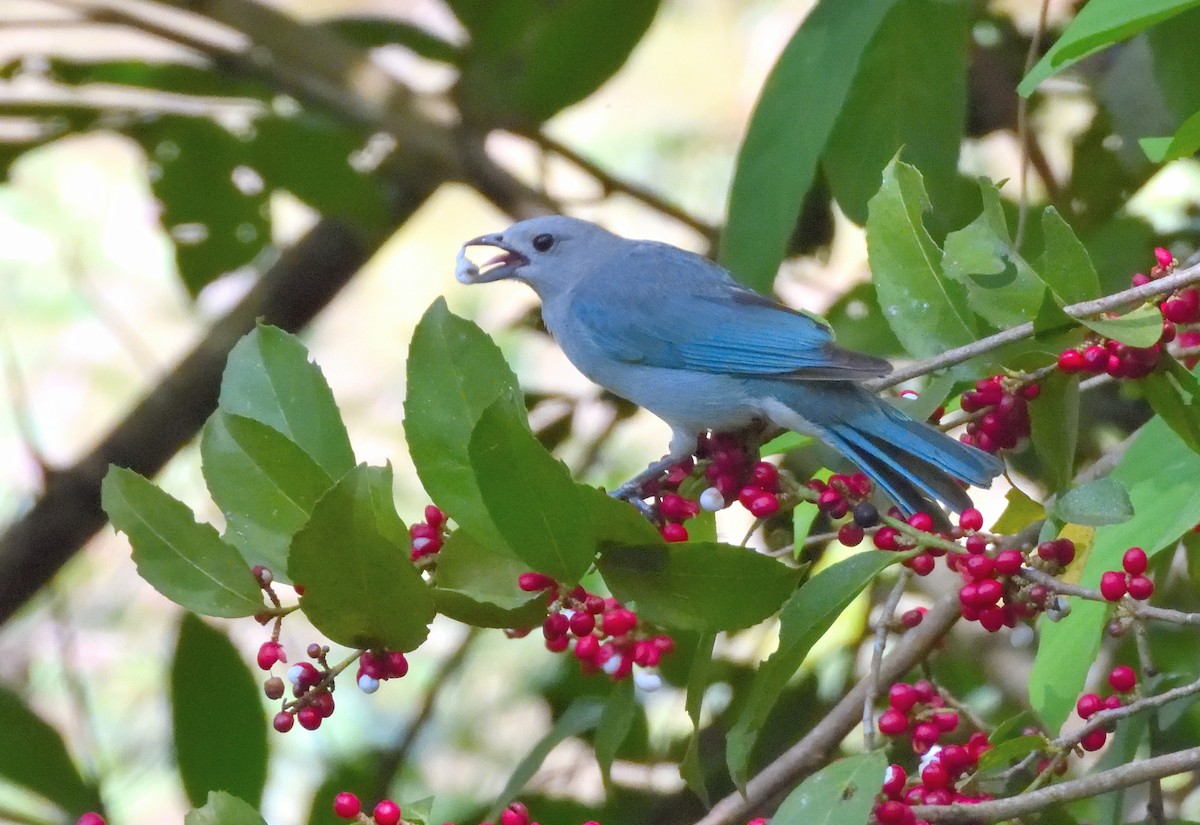 Sayacatangare - ML645667011