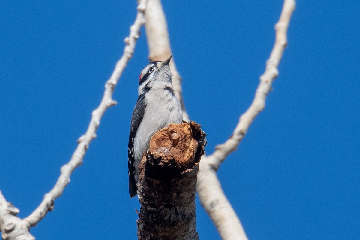 Dunenspecht - ML645667013