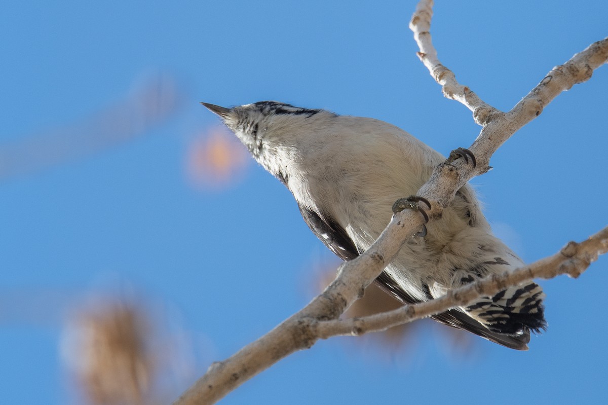 Dunenspecht - ML645667014