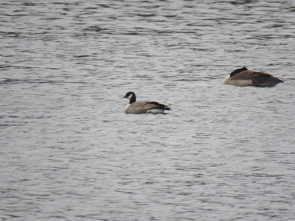 Zwergkanadagans - ML645667015