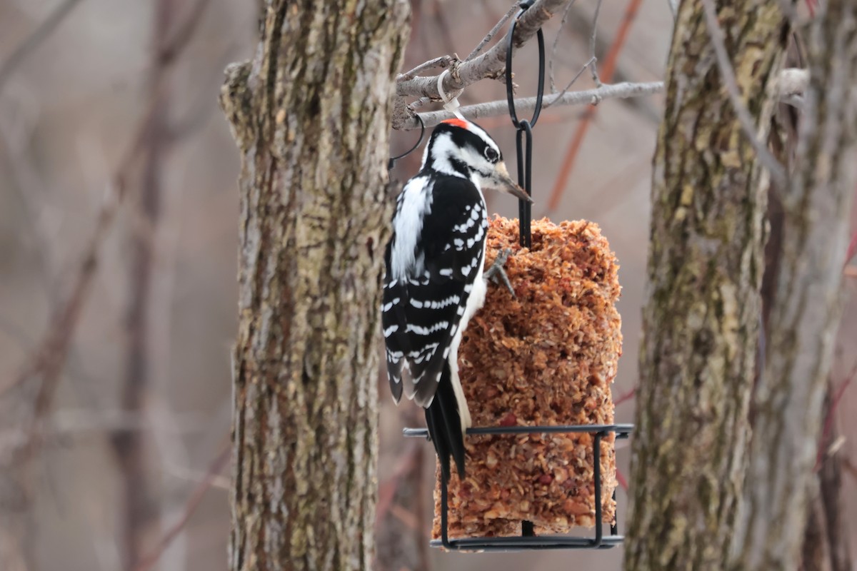 Haarspecht - ML645667016