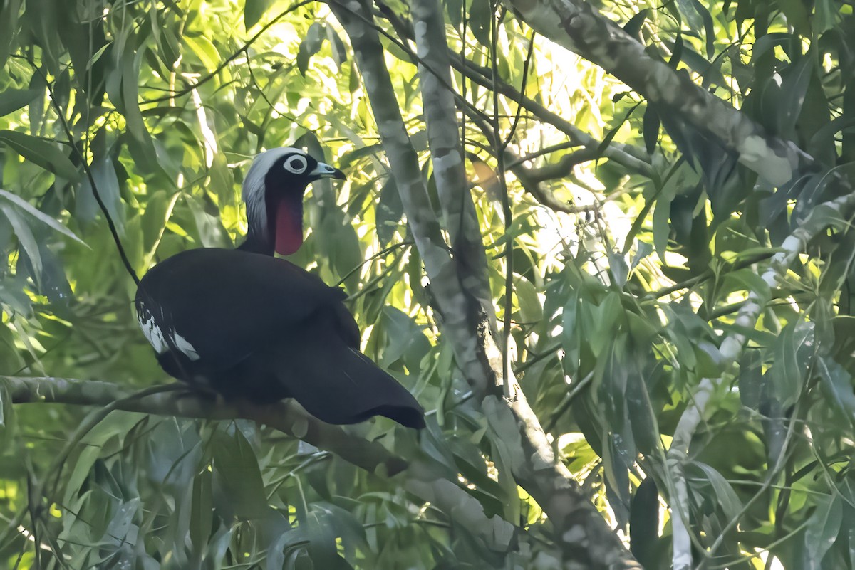 Schwarzmaskenguan - ML645667017