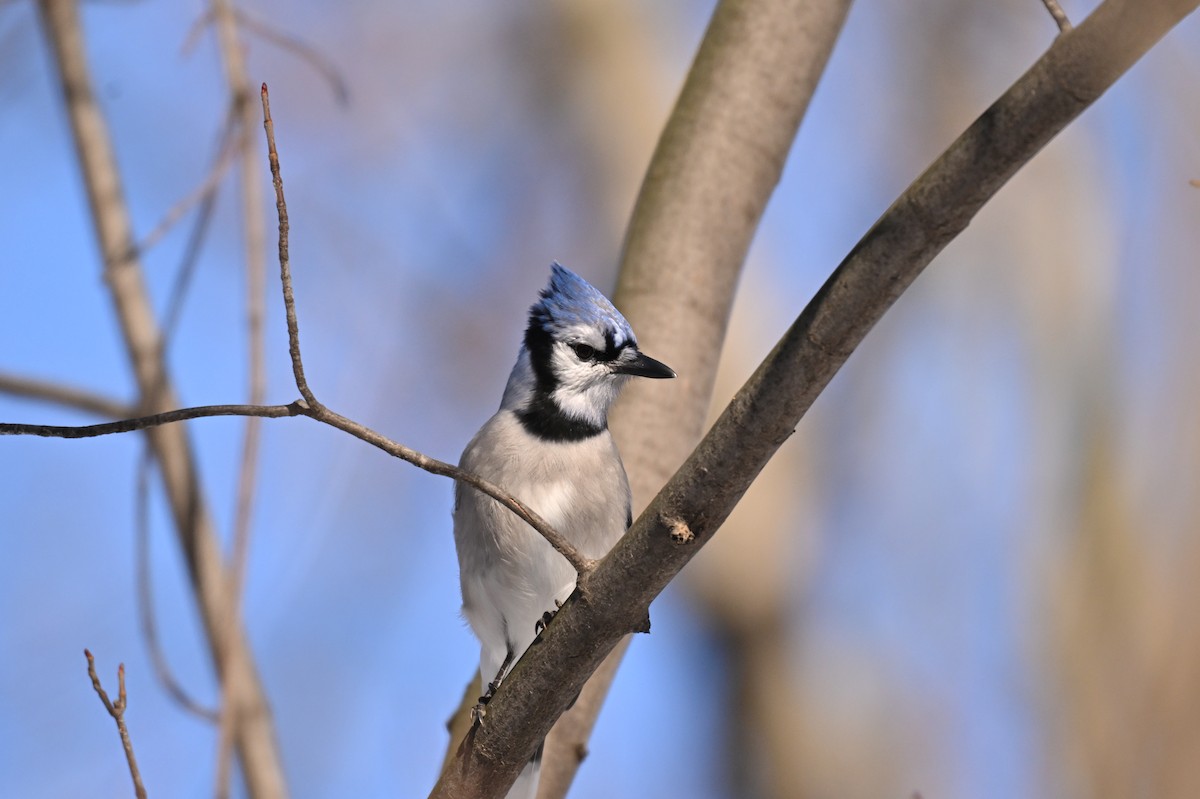 Blauhäher - ML645667018