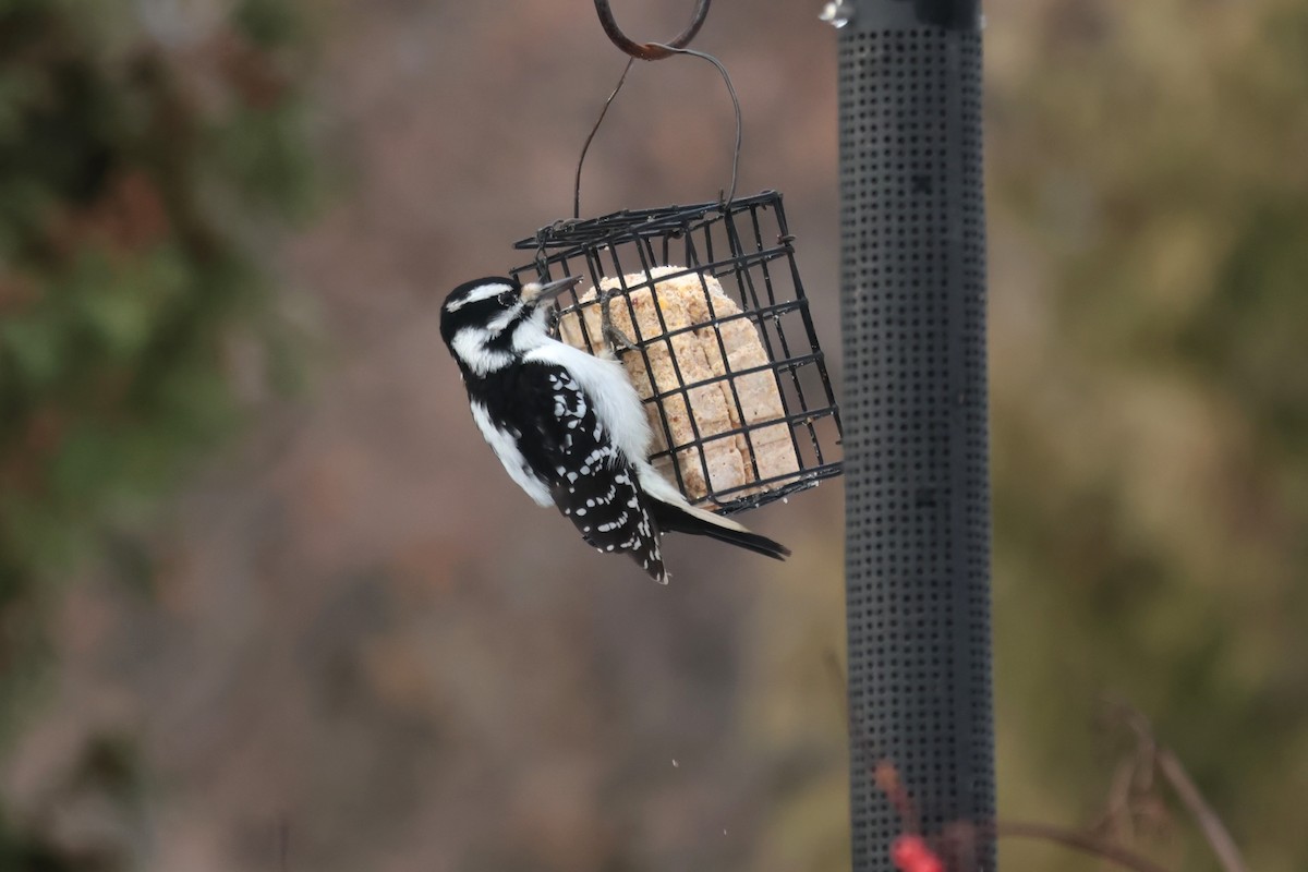 Haarspecht - ML645667019