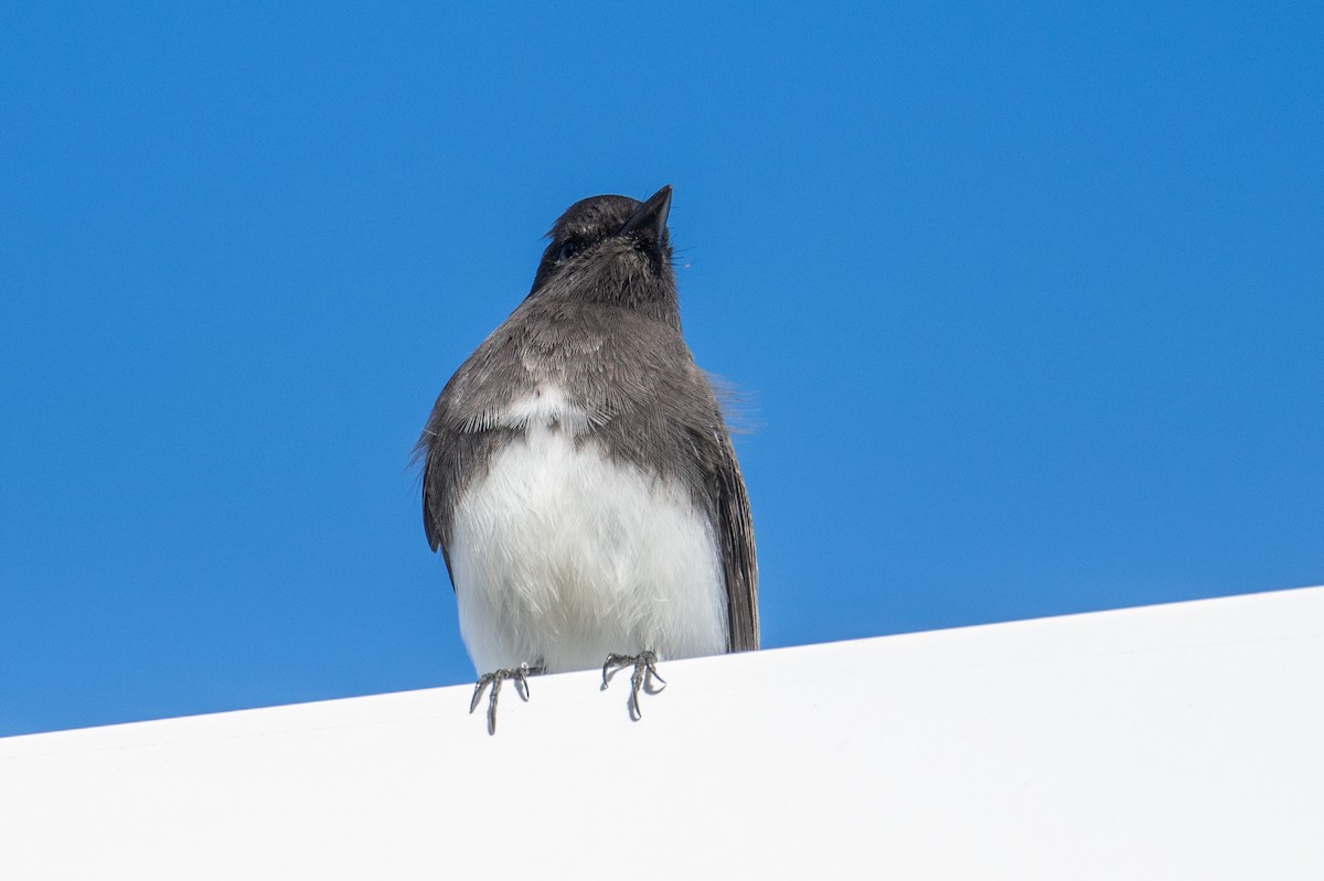 Schwarzkopf-Phoebetyrann - ML645667020