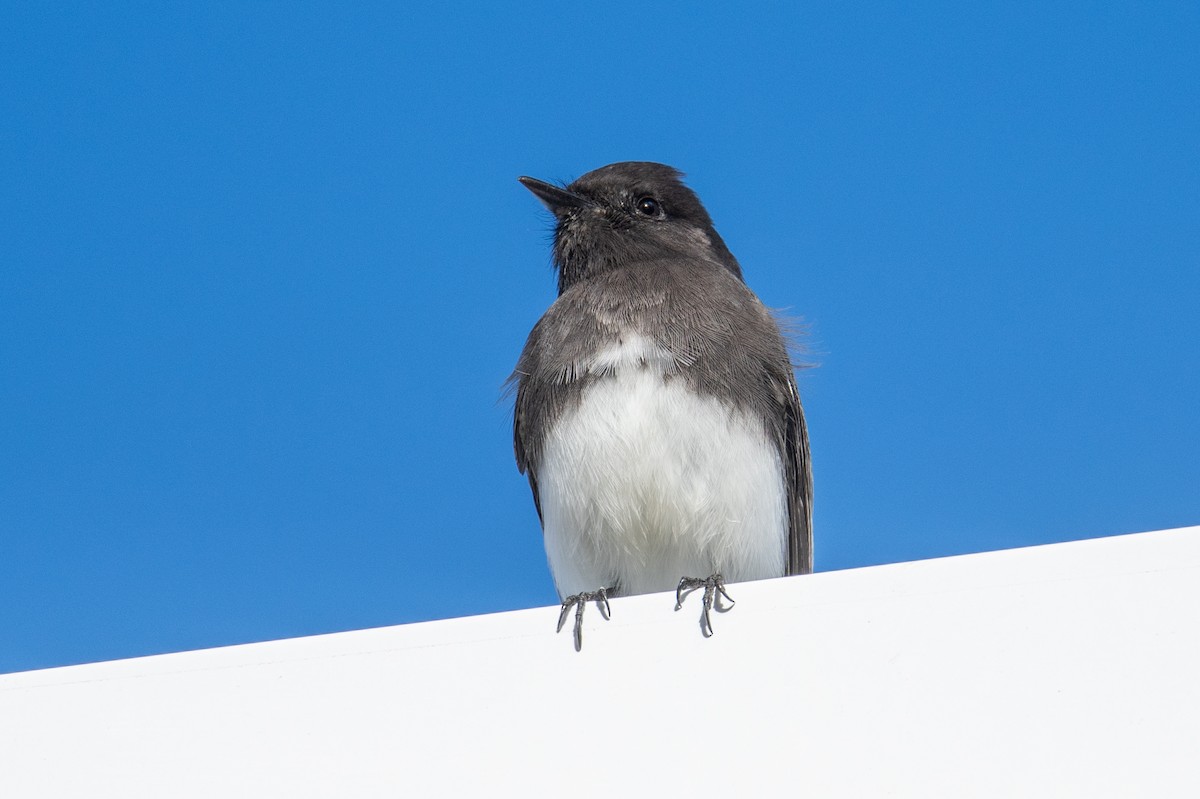 Schwarzkopf-Phoebetyrann - ML645667021