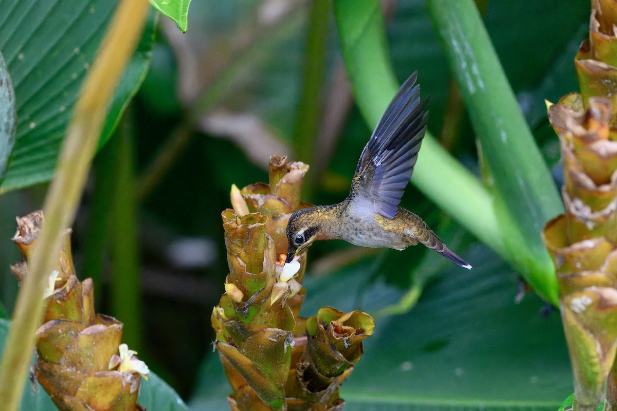 Weißbinden-Schattenkolibri - ML645667022