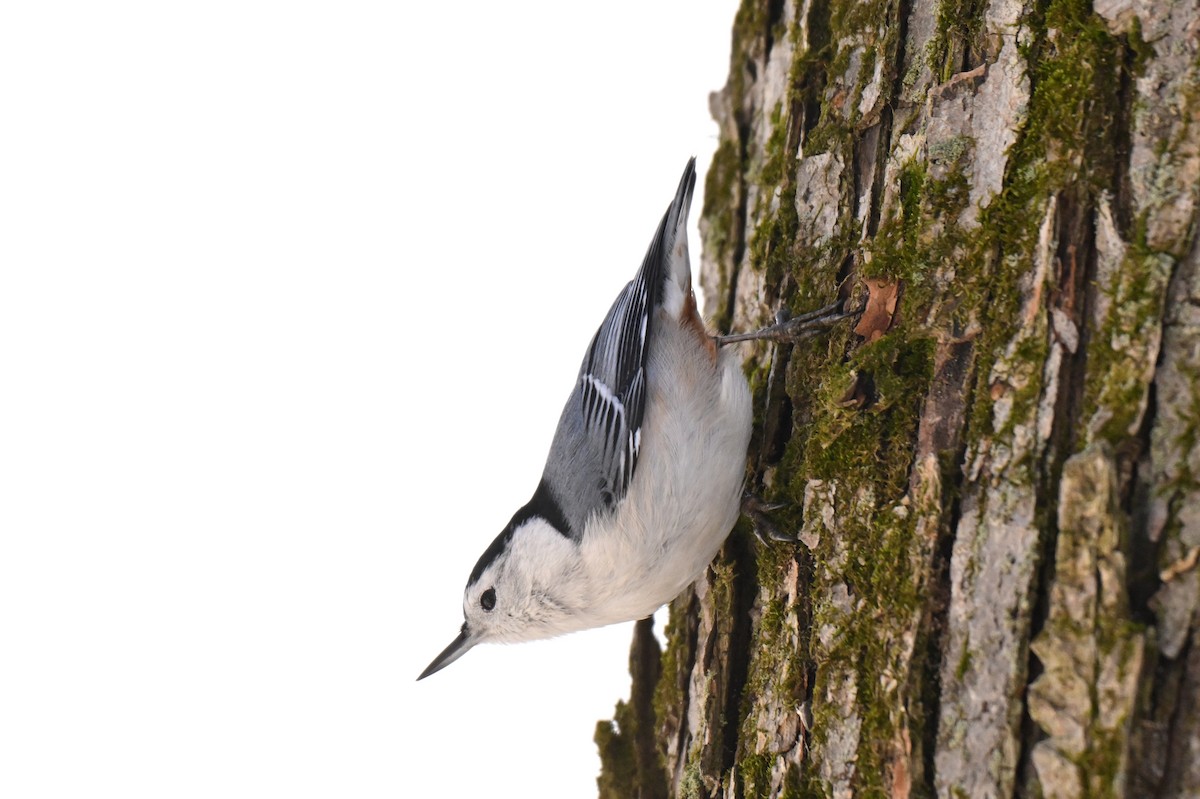 White-breasted Nuthatch - ML645667025