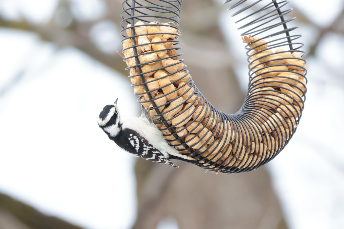 strakapoud osikový - ML645667031