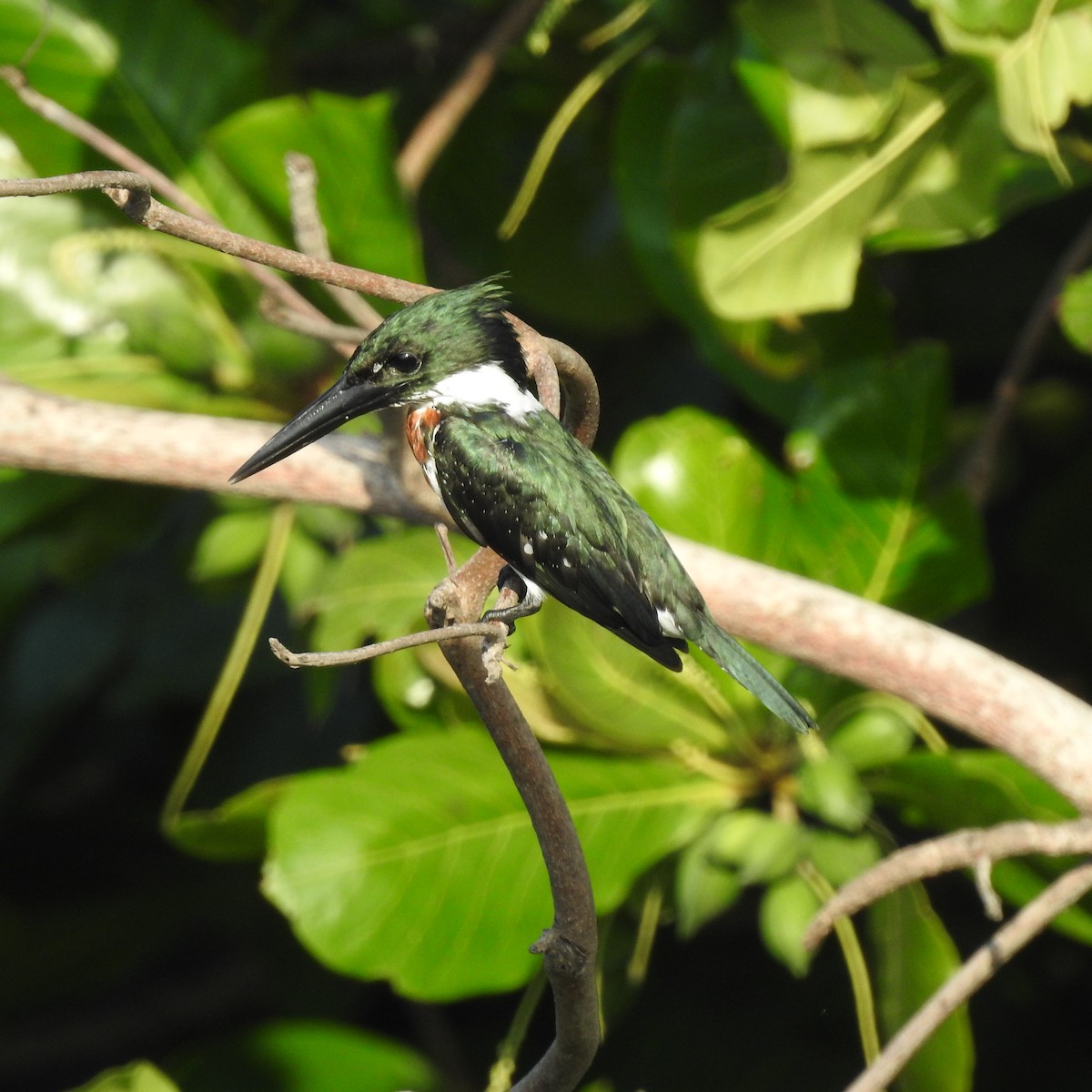 Amazon Kingfisher - ML645667037
