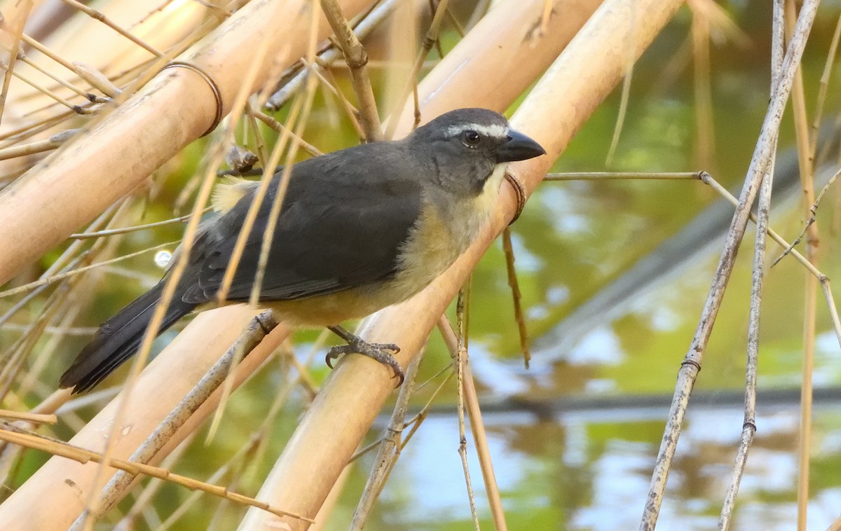 Bluish-gray Saltator - ML645667038