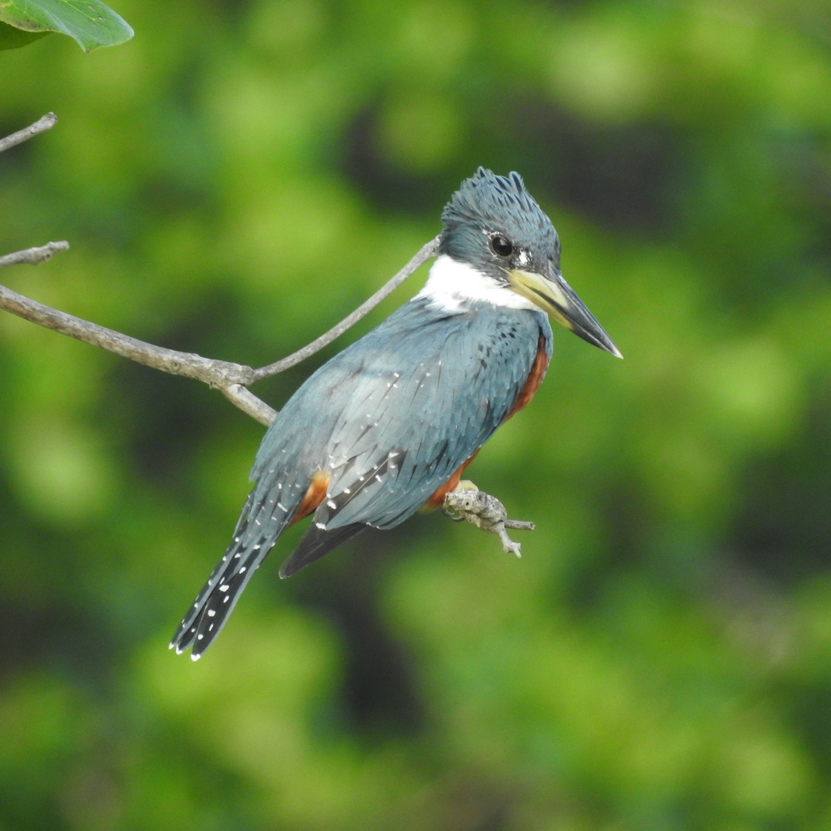 Ringed Kingfisher - ML645667046