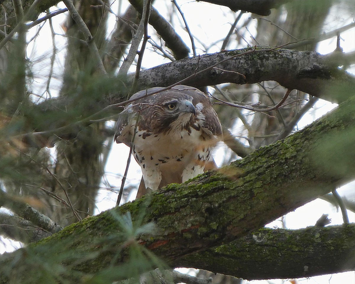 Red-tailed Hawk - ML645667047
