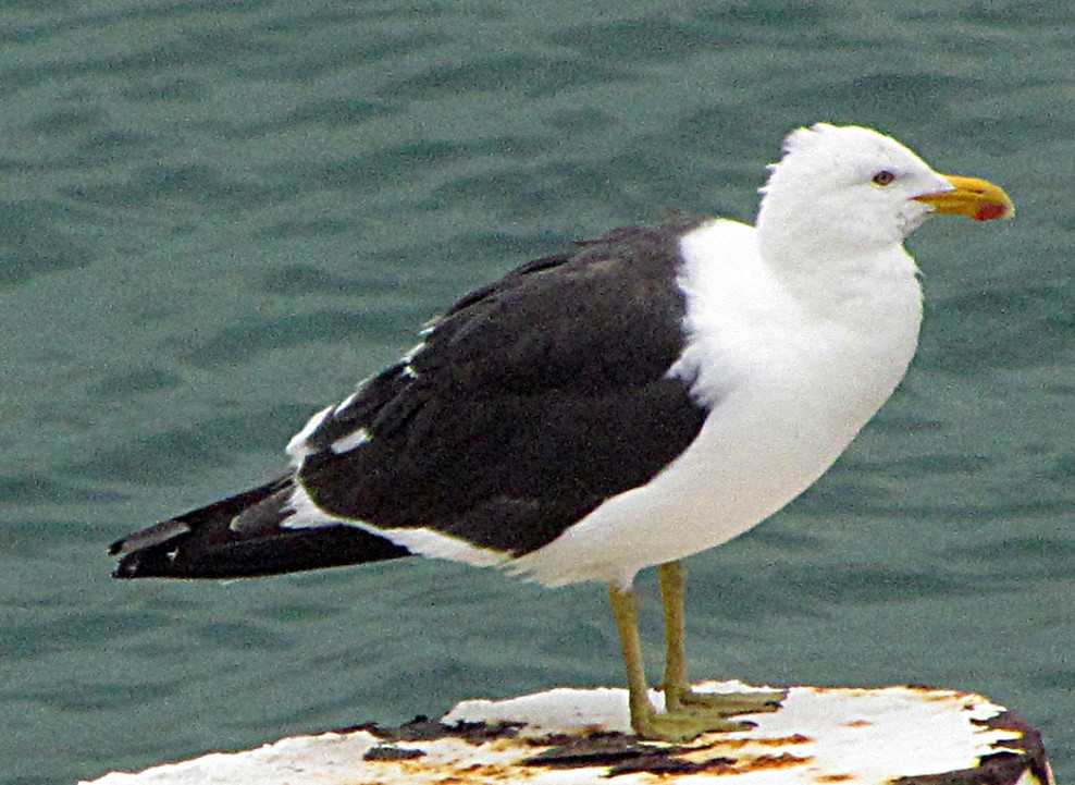 Kelp Gull - ML645667048