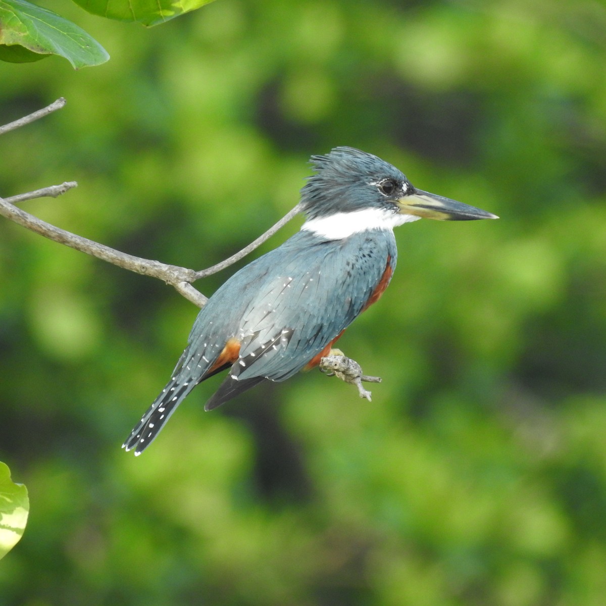 Ringed Kingfisher - ML645667049