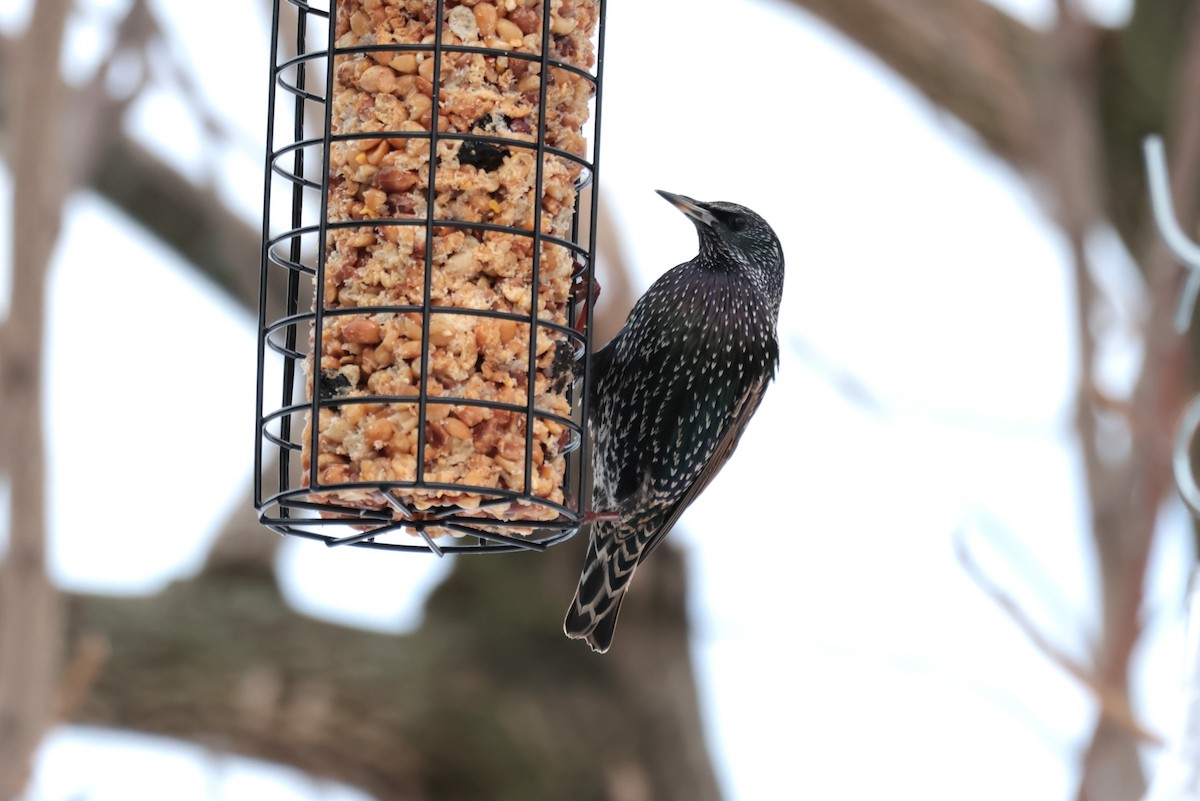 špaček obecný - ML645667050