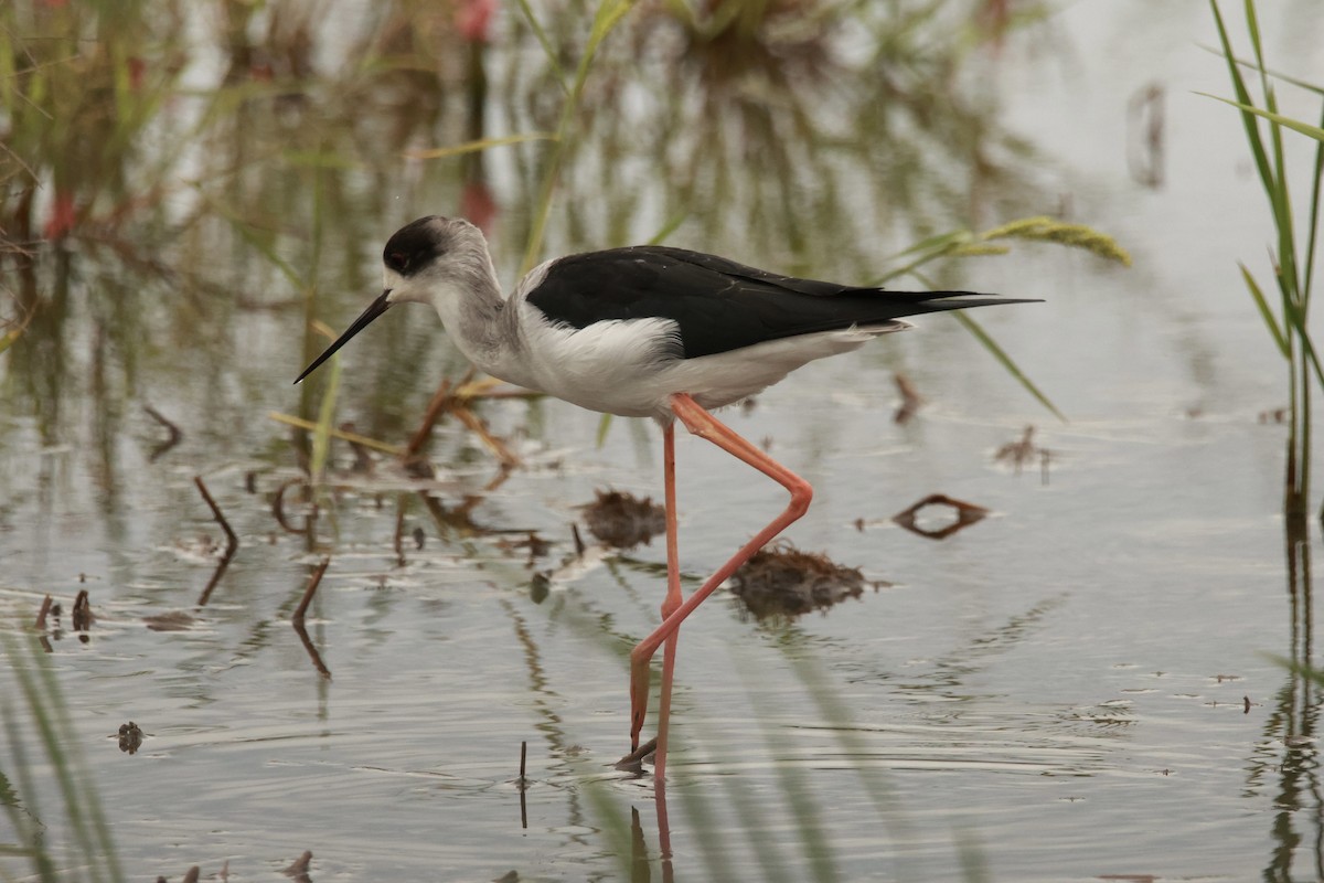 Zankaluze eurasiarra - ML645667060