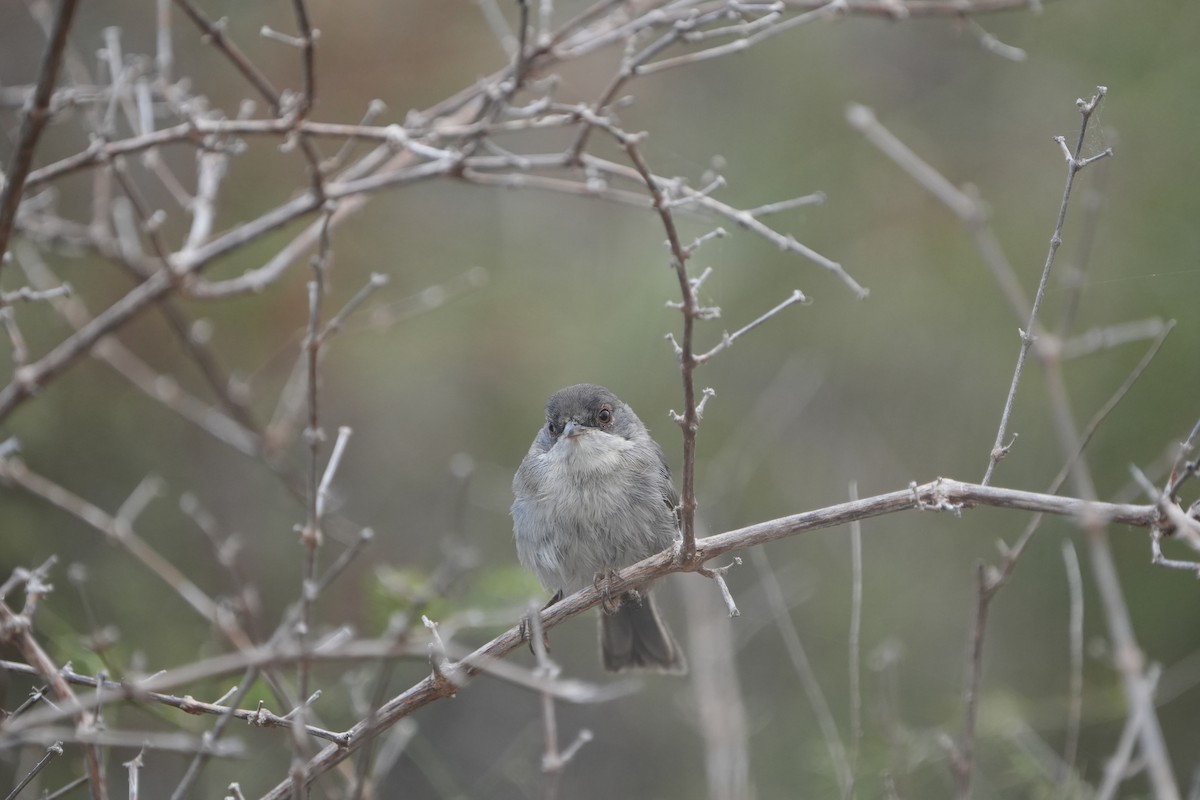 Sardinian Warbler - ML645667061