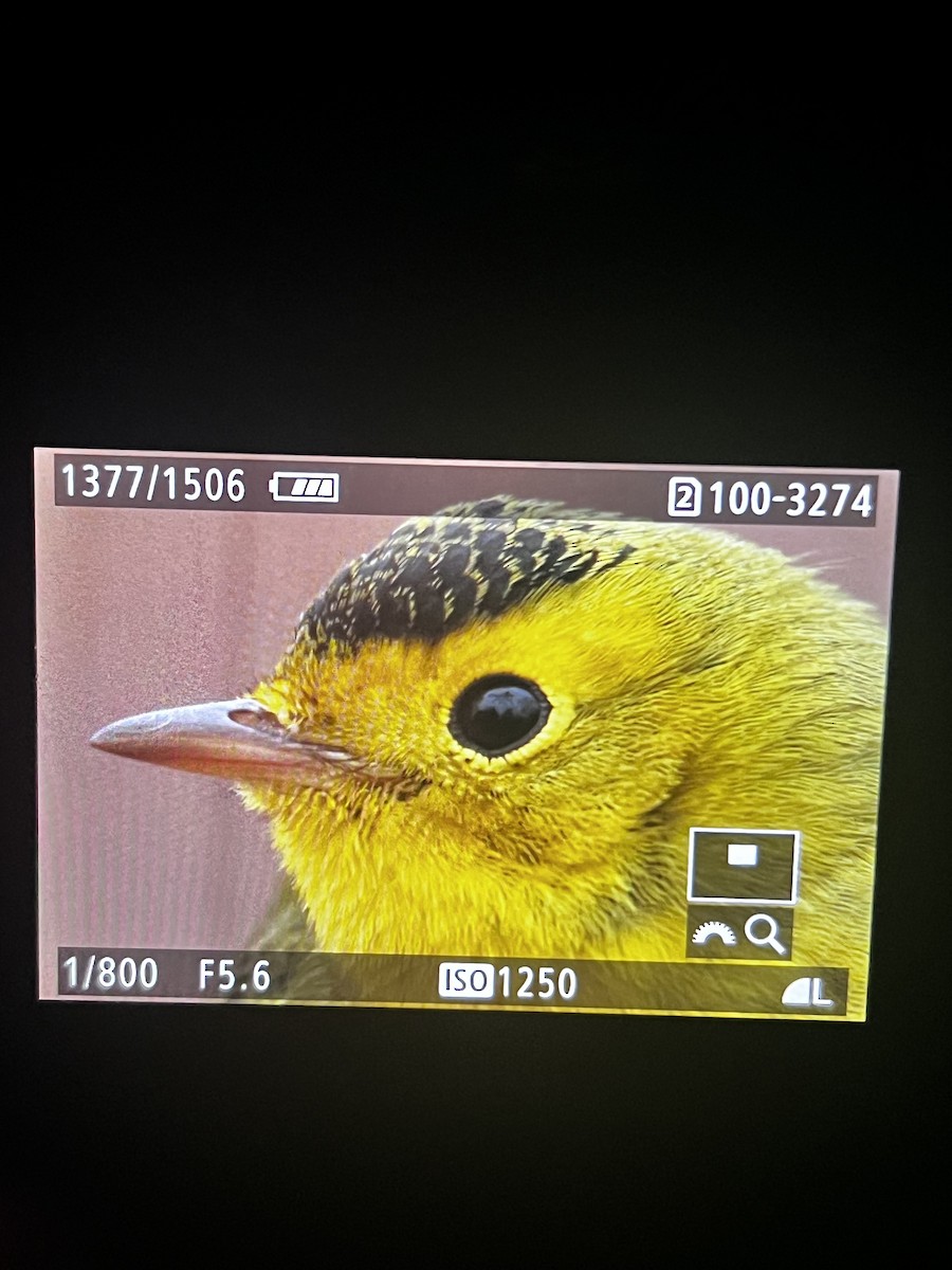 Wilson's Warbler - ML645667068