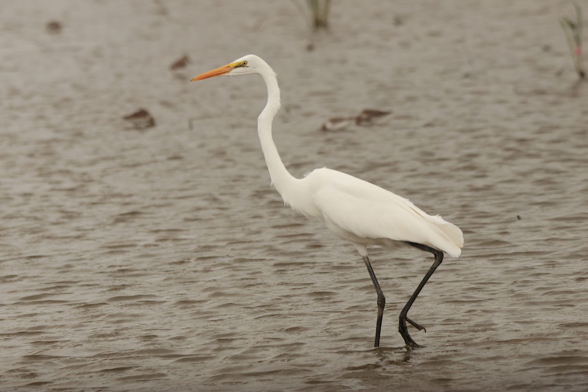 Great Egret - ML645667072