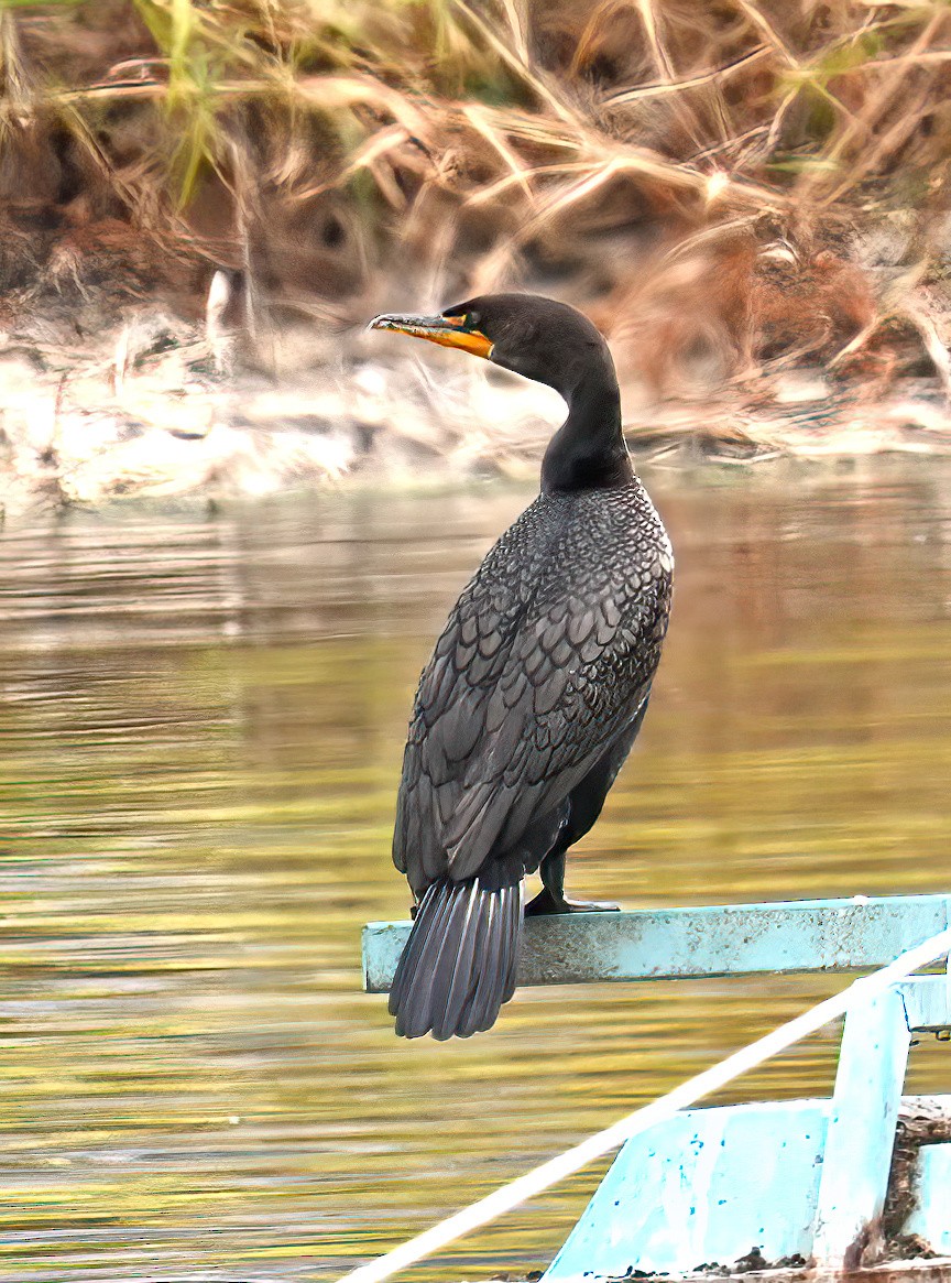 Double-crested Cormorant - ML645667073