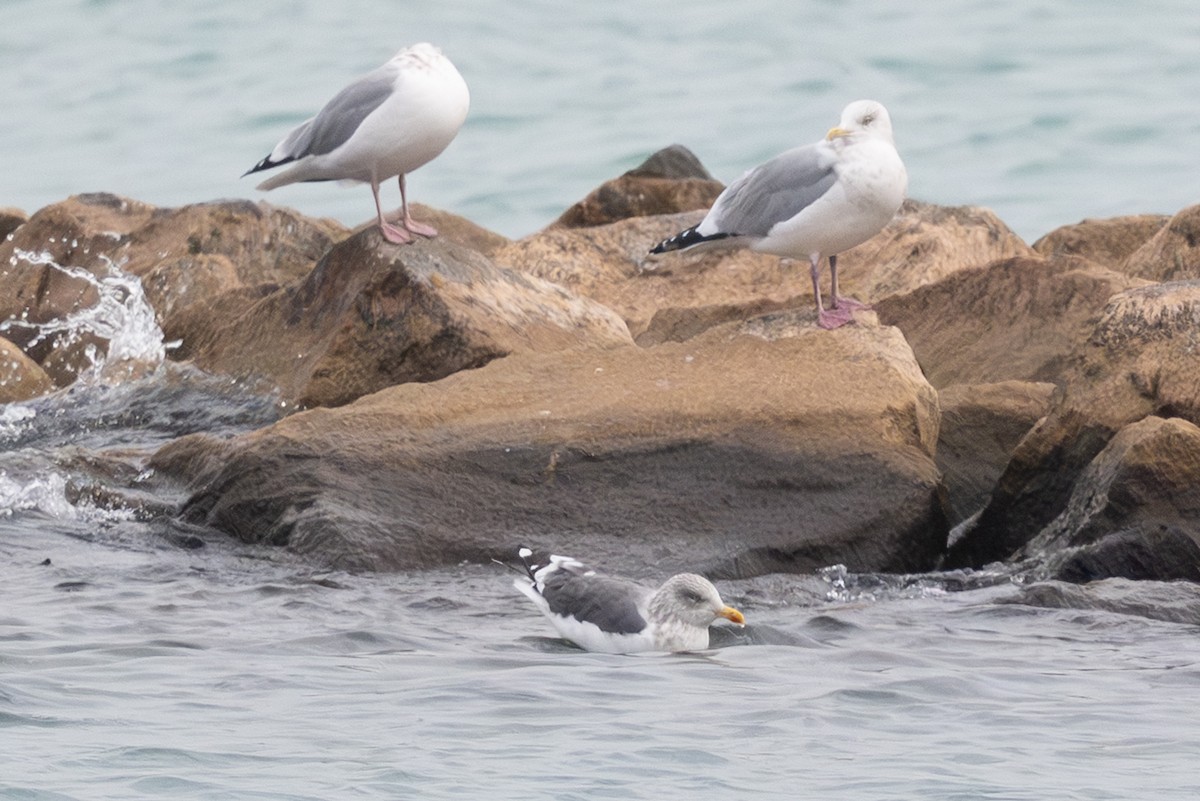 racek žlutonohý - ML645667093