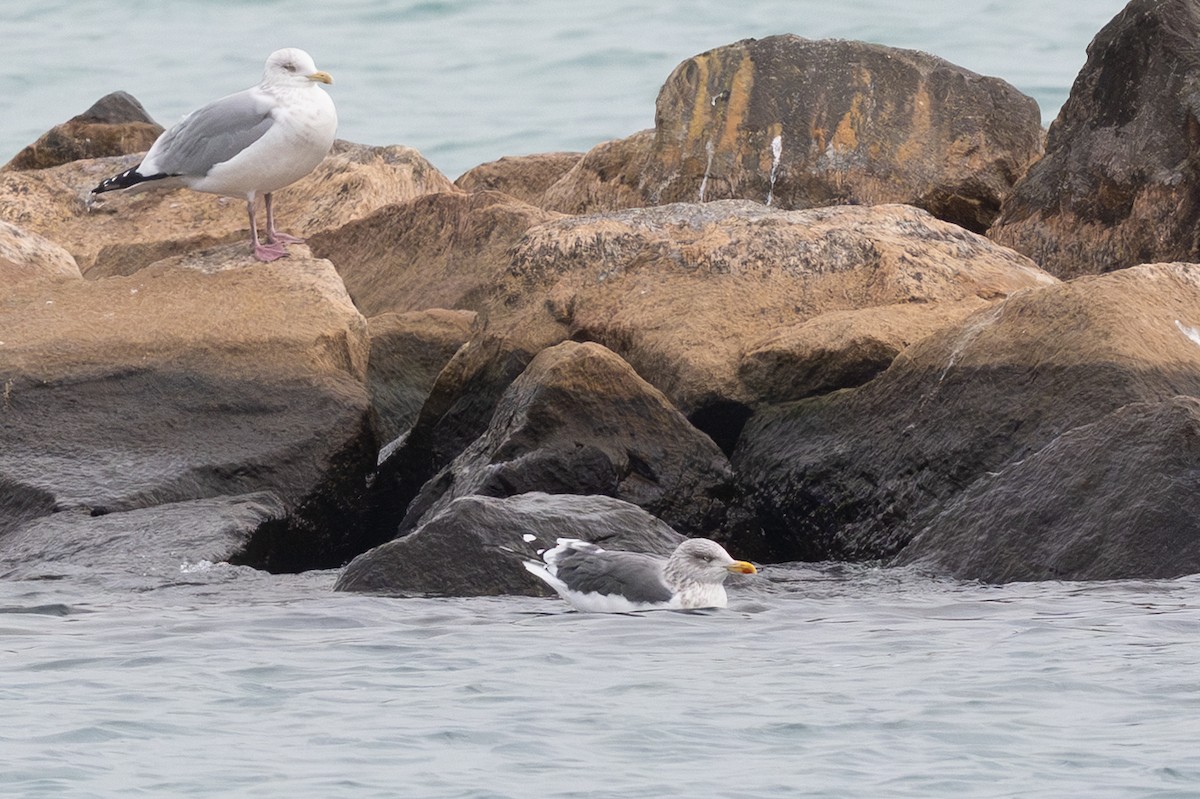 racek žlutonohý - ML645667094