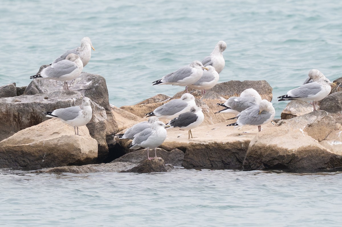 racek žlutonohý - ML645667095