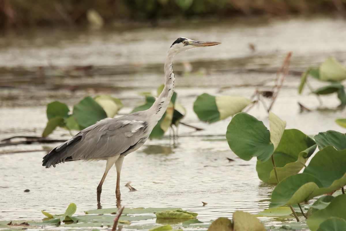 蒼鷺 - ML645667096