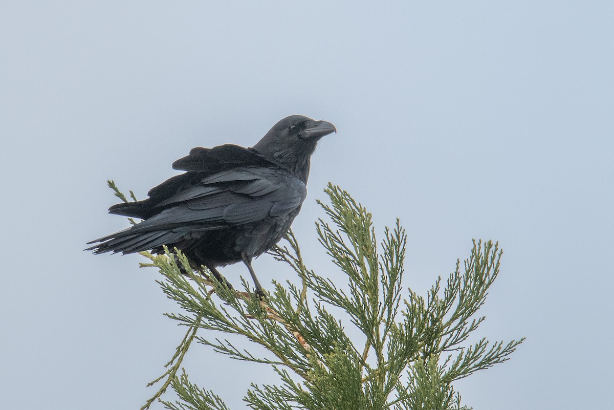 עורב שחור - ML645667112