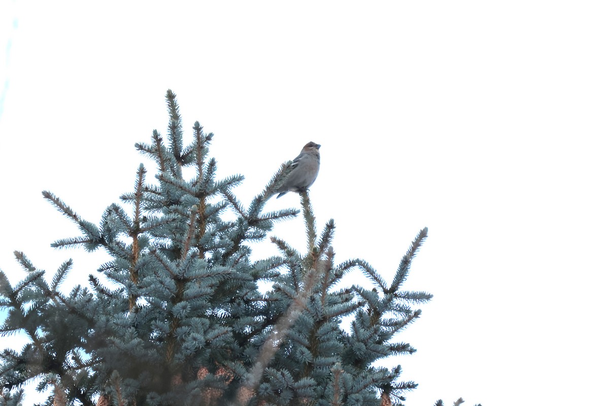 Pine Grosbeak - ML645667114