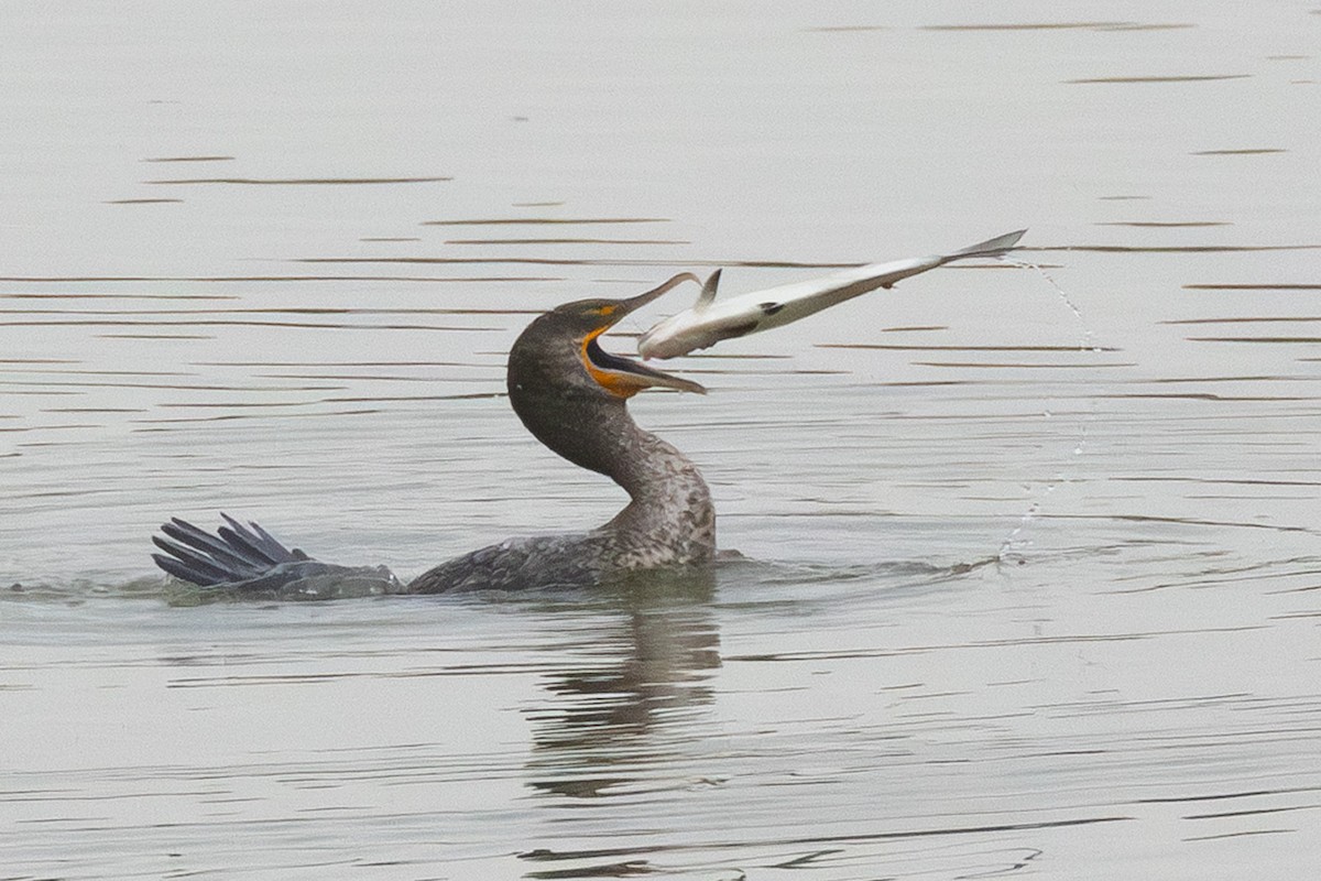 Double-crested Cormorant - ML645667115